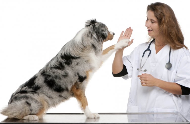 Dog giving high five to a vet.