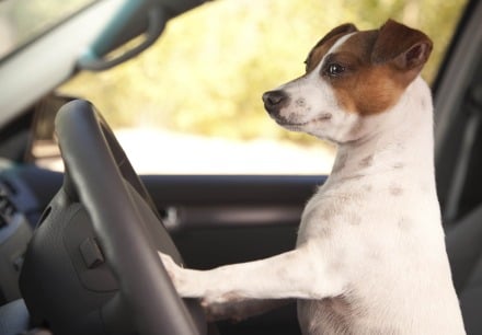 A dog trying to drive with paws on steering wheel.