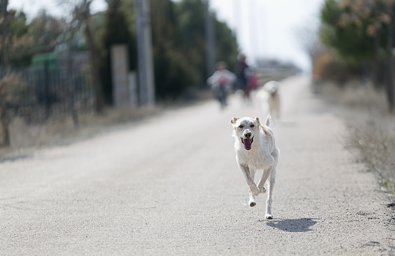 Dog chasing motorcycles on the road