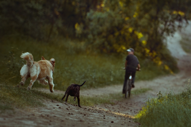 2 Dogs chasing a bike on a trail