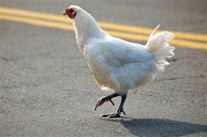 Chicken Crossing the road