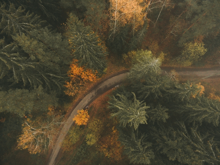 Autumn colored forest