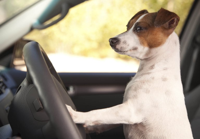 A dog honking the horn on a car.