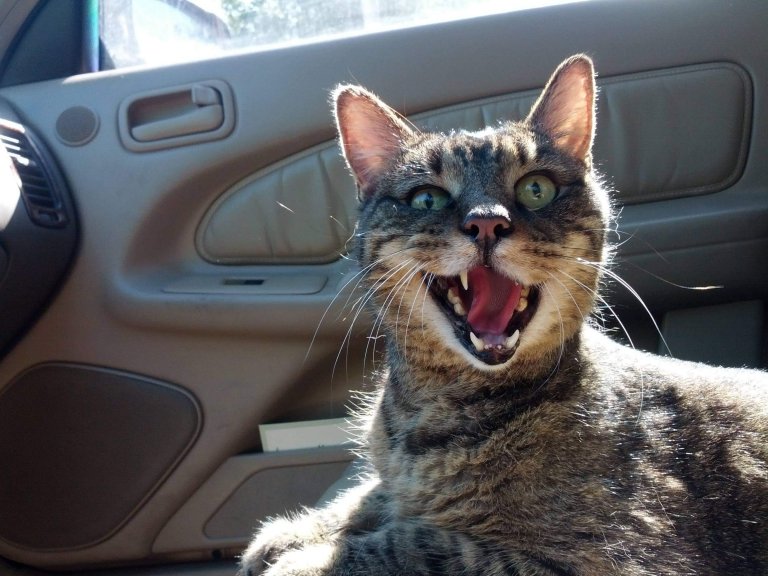 A cat riding shotgun.