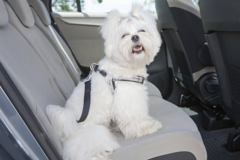 Dog in the back seat.