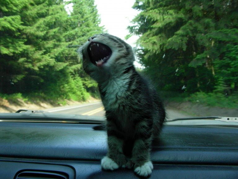 Cat riding on the dashboard of a car.