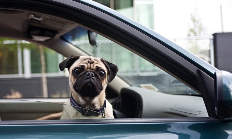 Dog looking out the car window