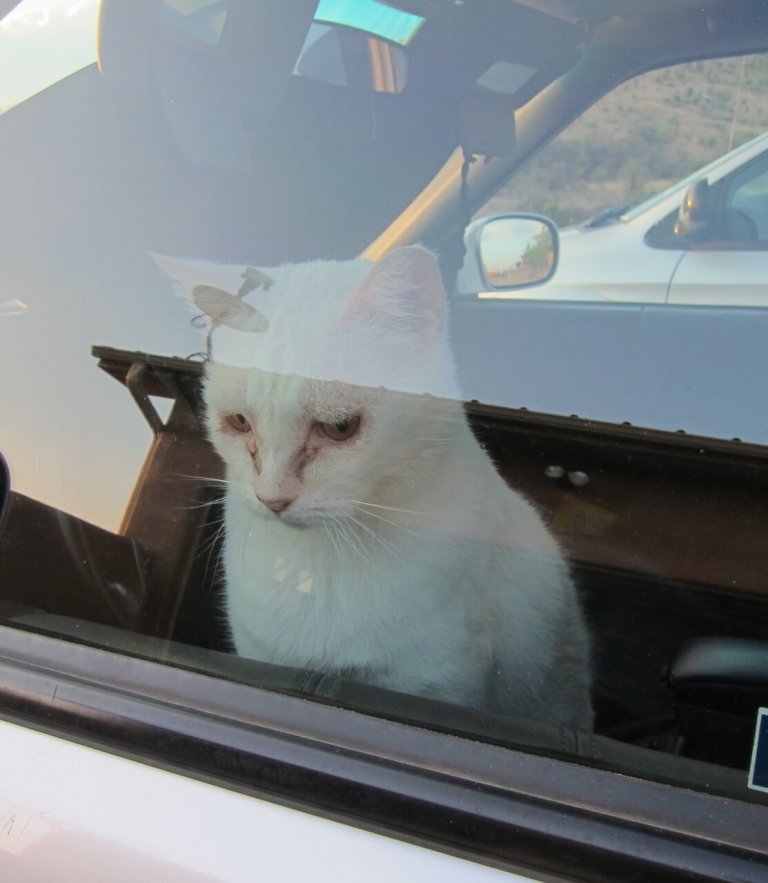 Cat looking out the car window